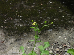 Ranunculus cantoniensis