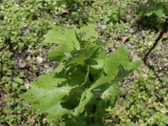 Lactuca formosana