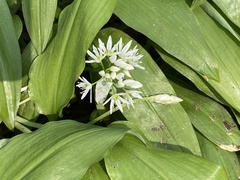 Allium ursinum