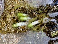 Entomacrodus marmoratus