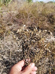 Orphium frutescens