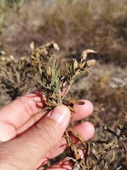 Orphium frutescens
