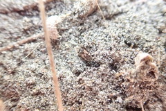 Nysius huttoni