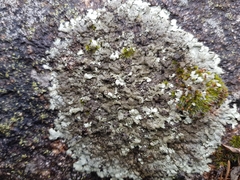 Xanthoparmelia tinctina