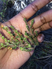 Stylapterus fruticulosus