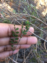 Stylapterus fruticulosus