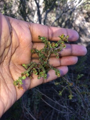 Stylapterus fruticulosus