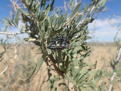 Julodis humeralis