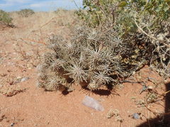 Euphorbia braunsii