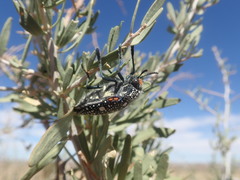 Julodis humeralis