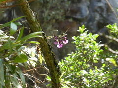 Caucaea