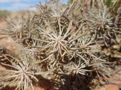 Euphorbia braunsii