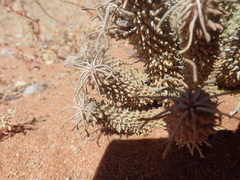 Euphorbia braunsii