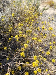Marasmodes fasciculata