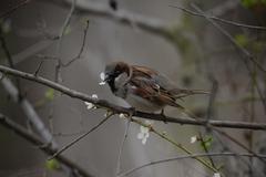 Passer domesticus