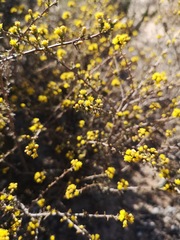 Marasmodes fasciculata