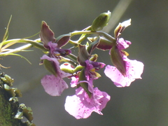 Caucaea