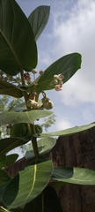 Calotropis procera