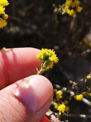 Marasmodes fasciculata