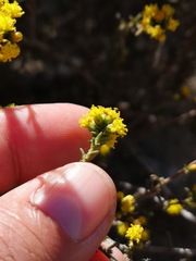 Marasmodes fasciculata