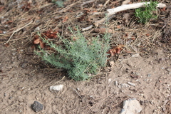 Enchylaena tomentosa