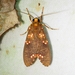 Coiffaitarctia steniptera - Photo (c) Kimberlie Sasan, algunos derechos reservados (CC BY-ND), subido por Kimberlie Sasan