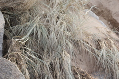 Spinifex
