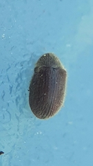 Stagetus
