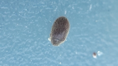 Stagetus