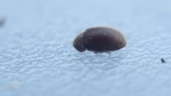 Stagetus