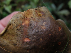 Boletus leptospermi