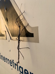 Paronchestus cornutus