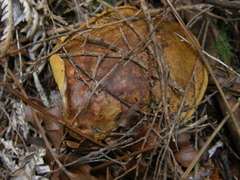 Boletus leptospermi
