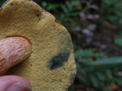 Boletus leptospermi