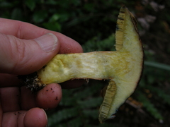 Boletus leptospermi