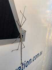 Paronchestus cornutus