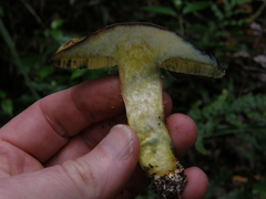 Boletus leptospermi