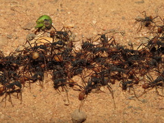 Eciton burchellii