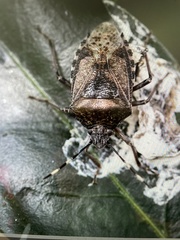 Rhaphigaster nebulosa