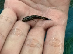 Oxyeleotris marmorata