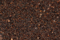 Eciton burchellii