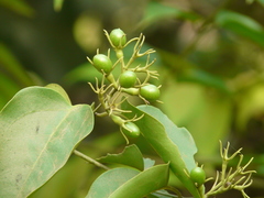 Jasminum malabaricum