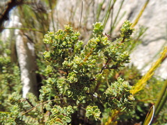 Clutia alaternoides