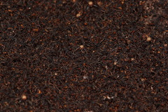 Eciton burchellii