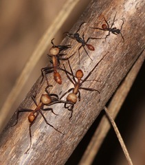 Eciton burchellii