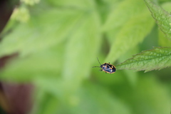 Eurydema gebleri