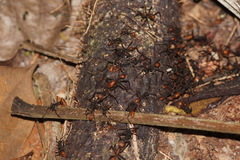 Eciton burchellii