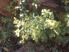 Searsia populifolia