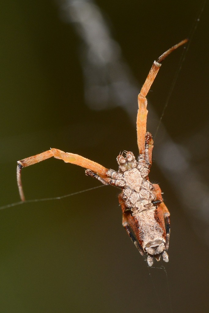 Social House Spider