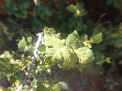 Searsia populifolia